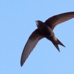 common swift, swift project