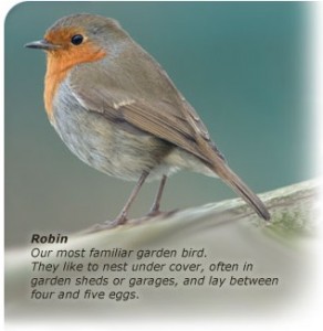 Robin. Bird watch Ireland survey