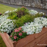 New box planters in Swinford