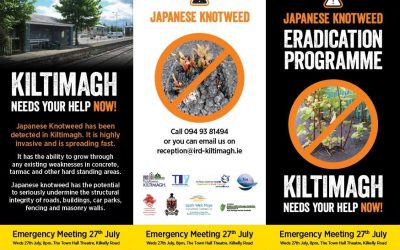 Japanese Knotweed Mayo Meetings