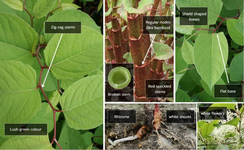 Japanese knotweed plant identification
