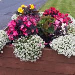 swinford-planters-blooming-2016-