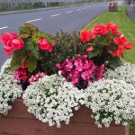 swinford-planters-blooming-2016-