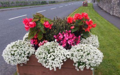 Our Planters Are Blooming In 2016