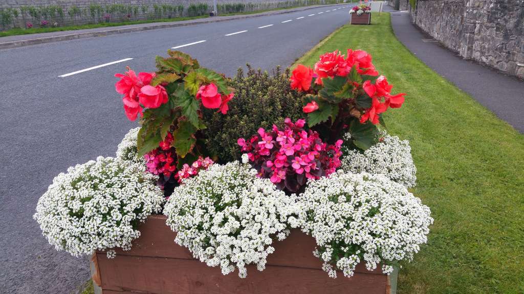 swinford-planters-blooming-2016-