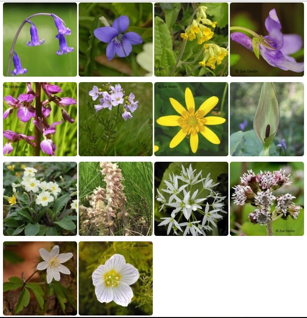 2017 Spring Wildflower Survey