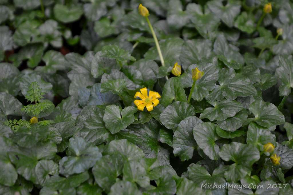 lesser celandine wildflower photographed in Brabazon woods in Swinford Co Mayo February 2017.
