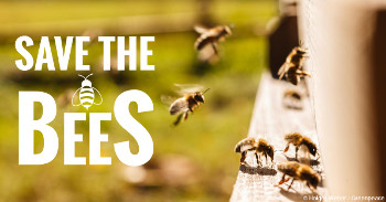 Save The Bees – Plant These
