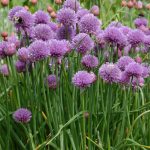 Chives plant