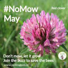 No Mow May 2023