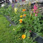 Bridge wall flowerbed project 2024